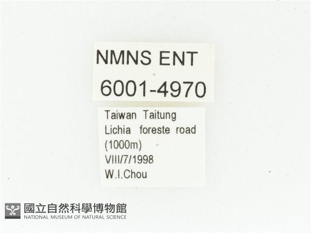 艷邊花金龜藏品圖，第2張