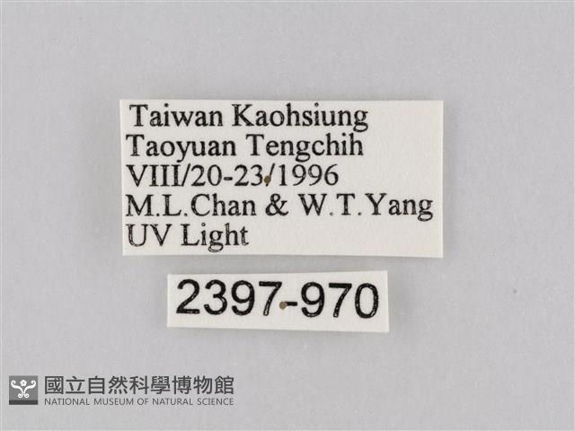 橙擬燈蛾藏品圖，第3張