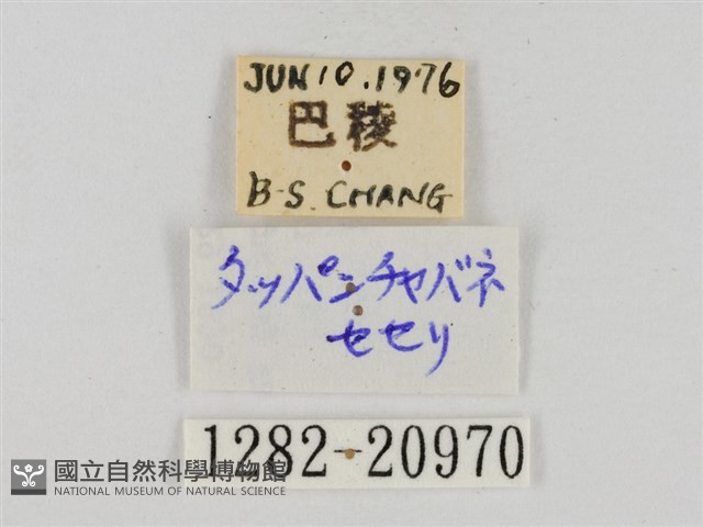 碎紋孔弄蝶藏品圖，第3張