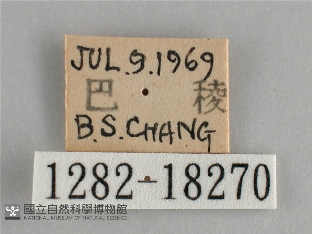 金鎧蛺蝶藏品圖，第3張