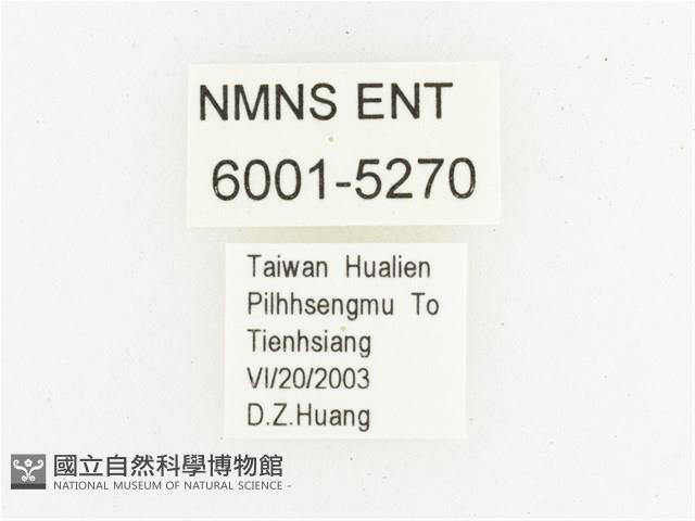 黑虎斑花金龜藏品圖，第2張