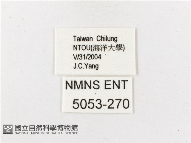 巨波眼蝶北部亞種藏品圖，第3張