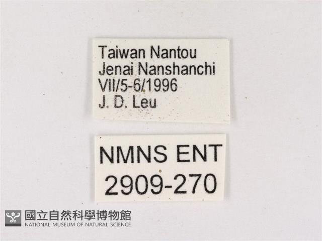 嫵琉灰蝶藏品圖，第3張