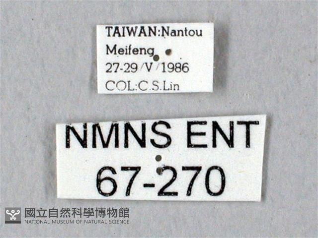 鬼臉天蛾藏品圖，第3張