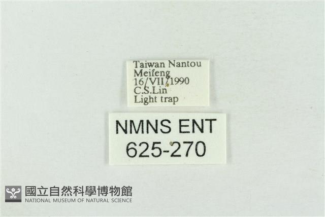 臺灣銀斑異波紋蛾藏品圖，第3張