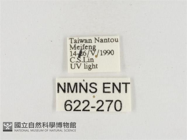 小白紋毒蛾藏品圖，第3張