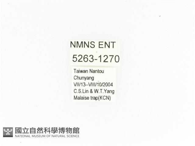 臺灣扇角金龜藏品圖，第2張