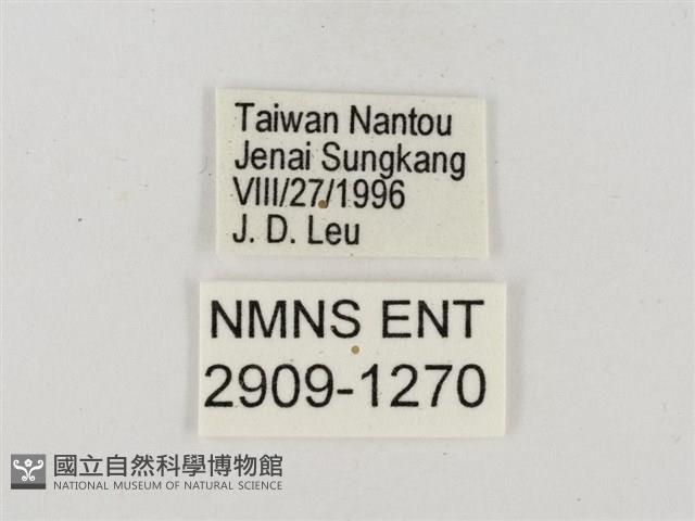 尖翅星弄蝶藏品圖，第3張