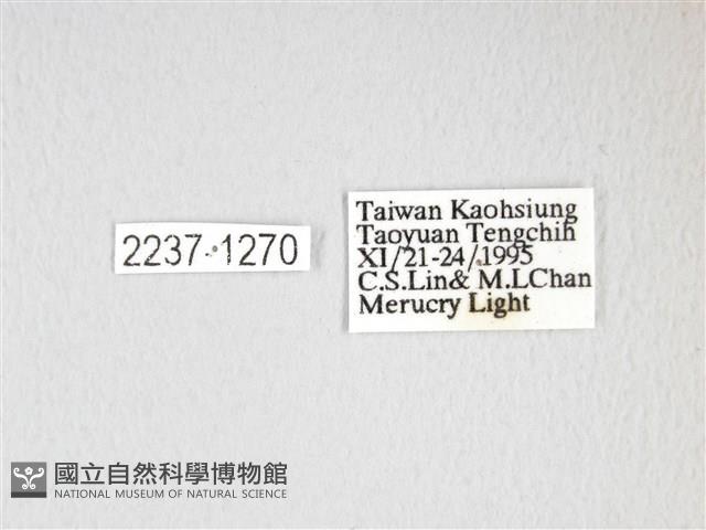 大綠目天蠶蛾藏品圖，第3張