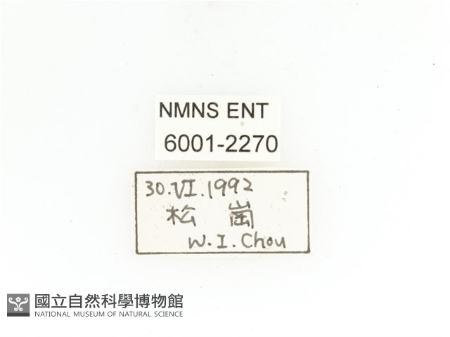 銅艷白點花金龜藏品圖，第2張