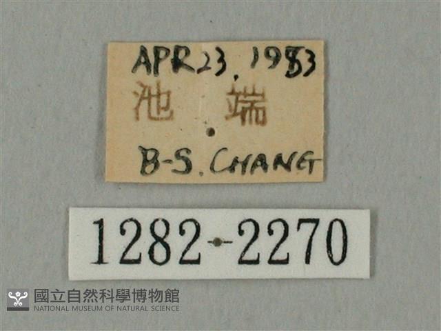 棕綠背線天蛾藏品圖，第3張