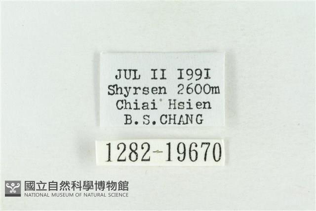 臺灣銀斑異波紋蛾藏品圖，第3張