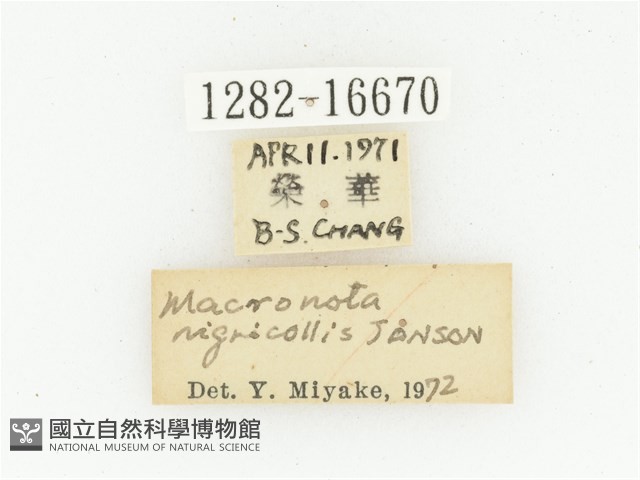 黑斑陷紋金龜藏品圖，第2張