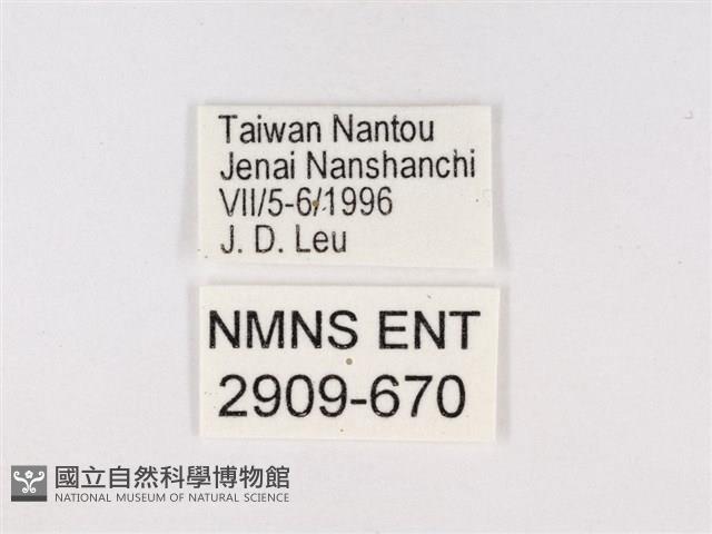 嫵琉灰蝶藏品圖，第3張
