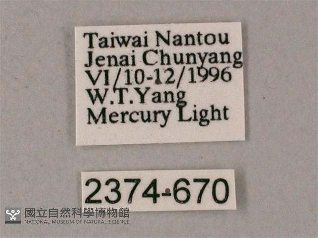 榆綠天蛾藏品圖，第3張