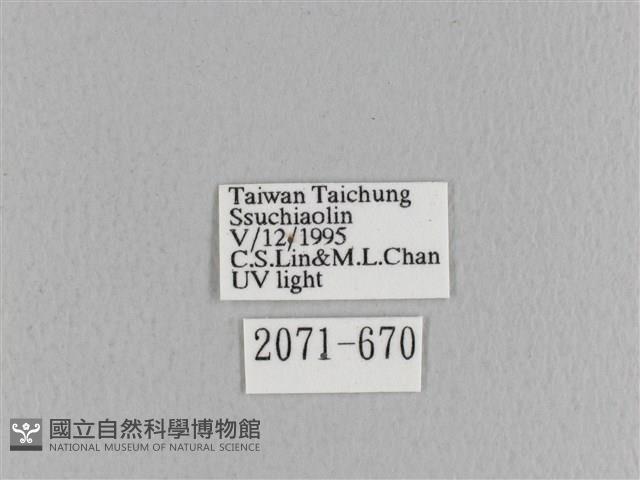 大褐斑枯葉蛾藏品圖，第3張