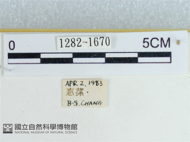 粉蝶燈蛾藏品圖，第3張