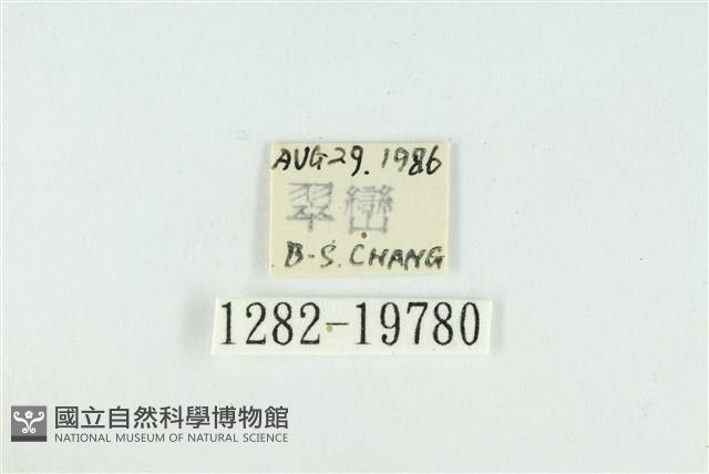 藹環波紋蛾藏品圖，第3張