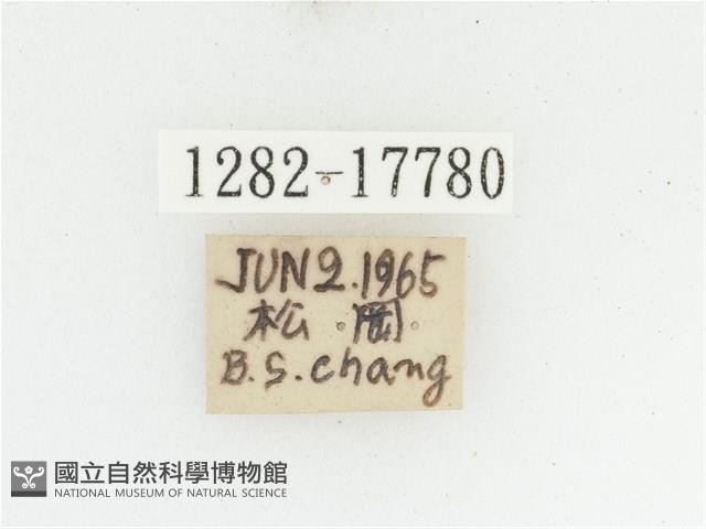 黑虎斑花金龜藏品圖，第2張