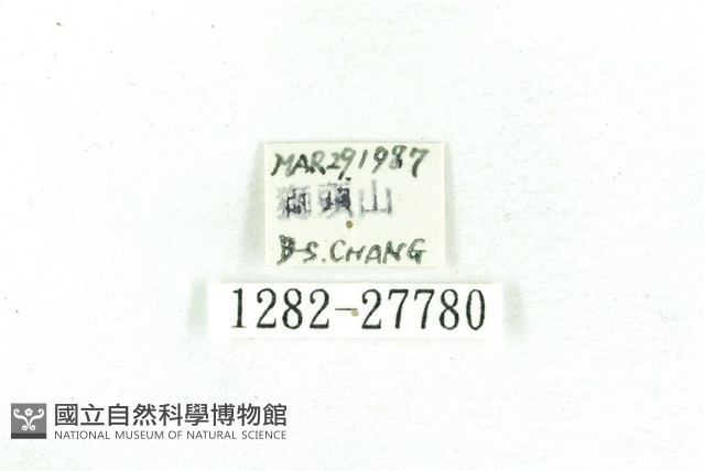 乳白斑燈蛾藏品圖，第3張