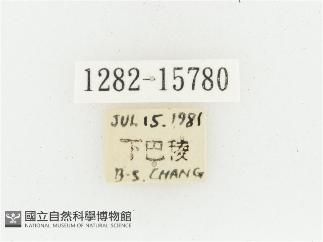 黃肩長腳花金龜藏品圖，第2張