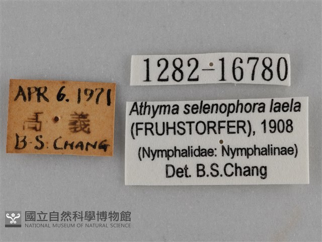 臺灣絹蛺蝶藏品圖，第3張