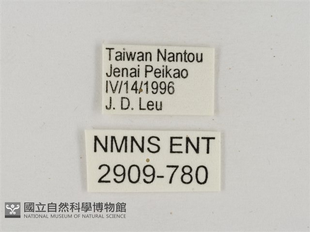 淡褐脈粉蝶藏品圖，第3張