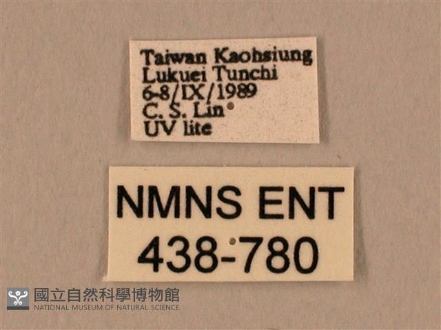 棕綠背線天蛾藏品圖，第3張