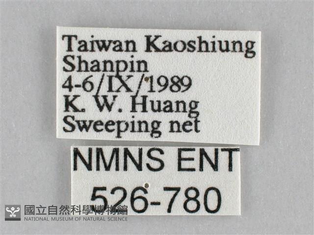 橙擬燈蛾藏品圖，第3張