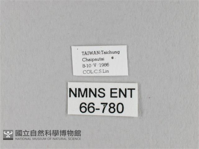 馬尾松枯葉蛾藏品圖，第3張