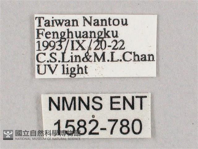 斜綠天蛾藏品圖，第3張