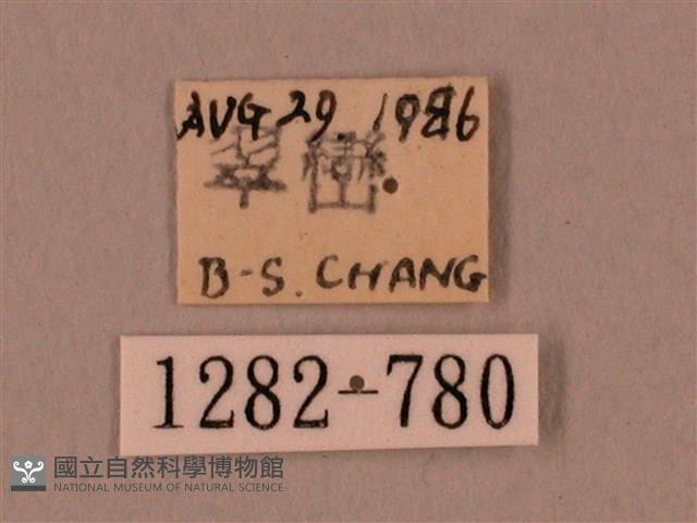 裂斑鷹翅天蛾藏品圖，第3張