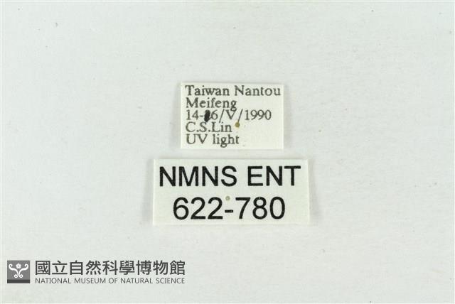 素木氏美波紋蛾藏品圖，第3張