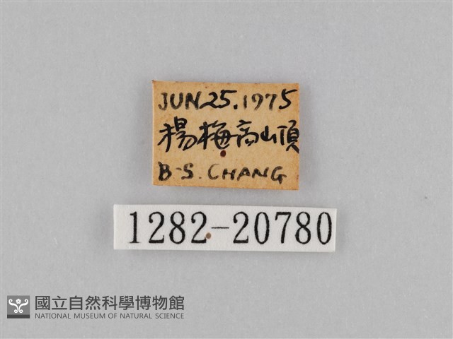 褐翅蔭眼蝶藏品圖，第3張