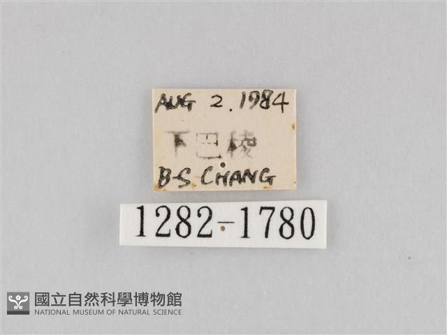 長斑擬燈蛾藏品圖，第3張