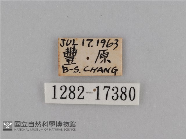 異紋紫斑蝶藏品圖，第3張