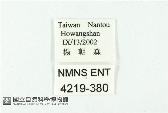 白雀斑灰蝶藏品圖，第3張