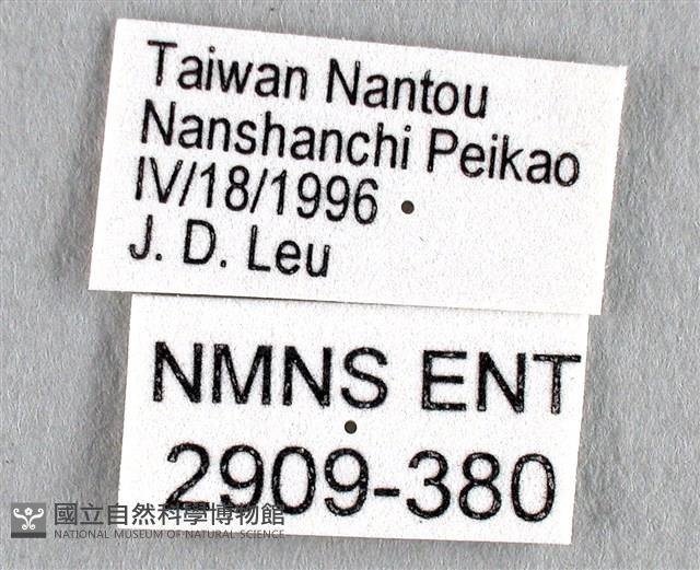 劍鳳蝶藏品圖，第3張