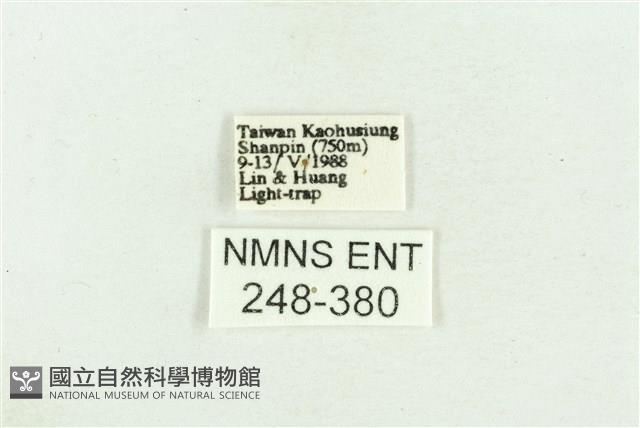臺灣斑蕊夜蛾藏品圖，第3張