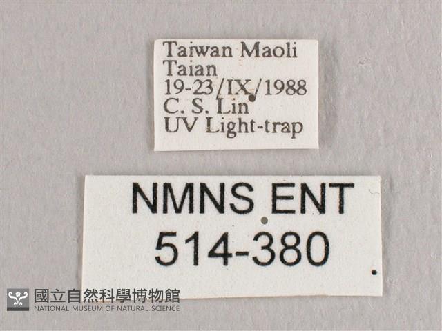 彎黑黃鉤蛾藏品圖，第3張