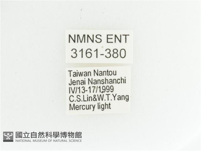 艷金龜藏品圖，第2張