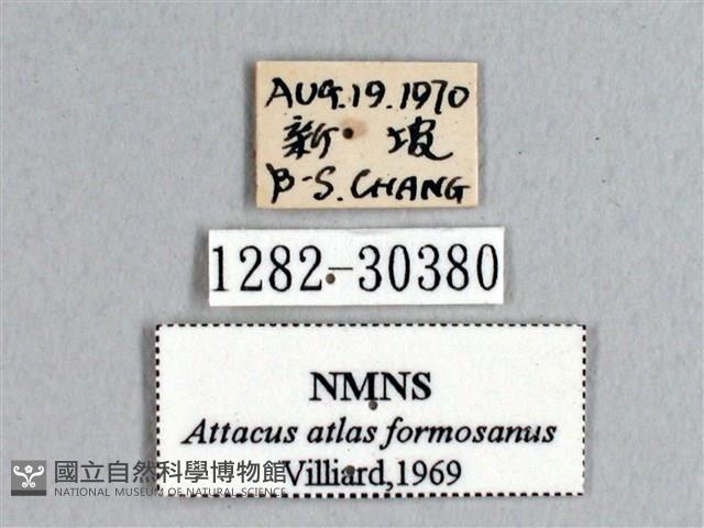 皇蛾藏品圖，第3張