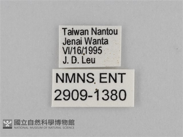 切翅眉眼蝶藏品圖，第3張