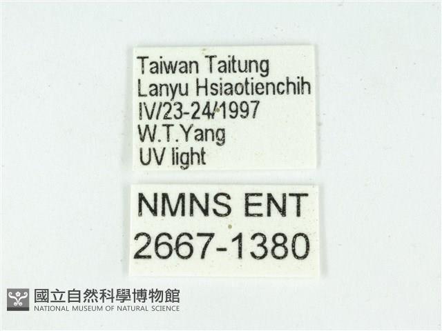 叉紋閃舞蛾藏品圖，第3張