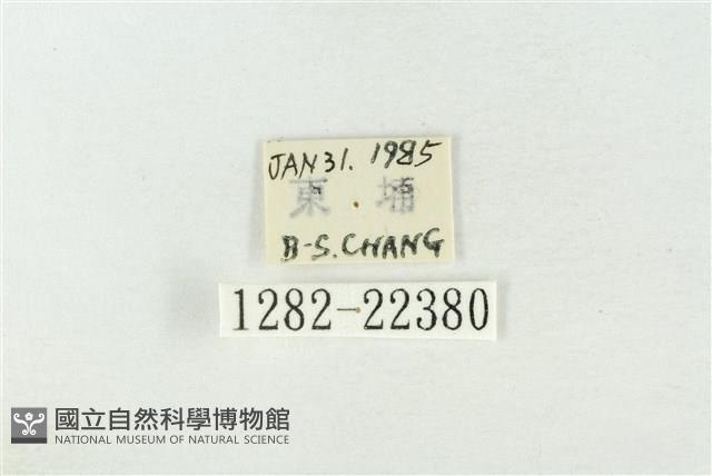 素木綠刺蛾藏品圖，第3張