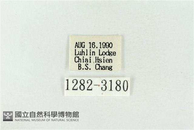 連珠波紋蛾藏品圖，第3張