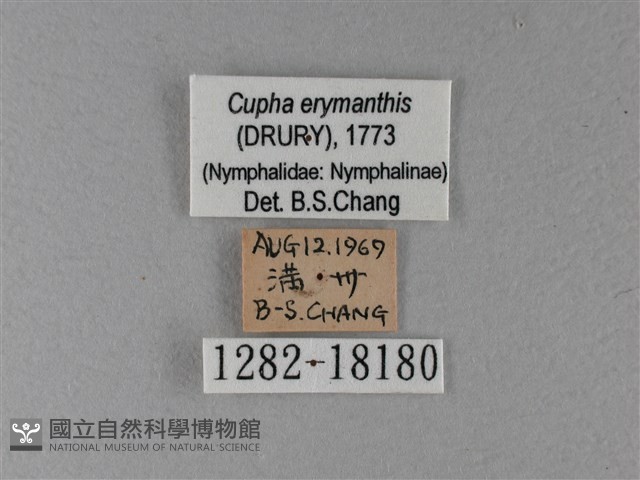 黃襟蛺蝶藏品圖，第3張