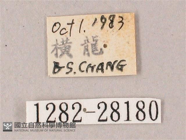 綠背斜紋天蛾藏品圖，第3張