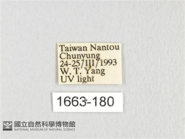 銀肩枯葉蛾藏品圖，第3張