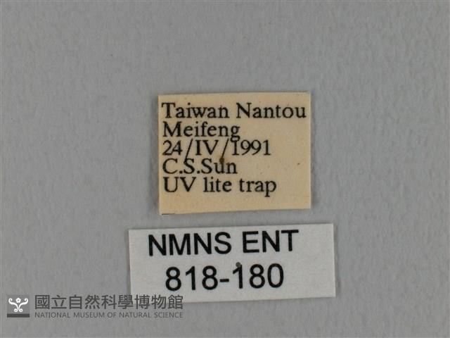 隱波紋枯葉蛾藏品圖，第3張